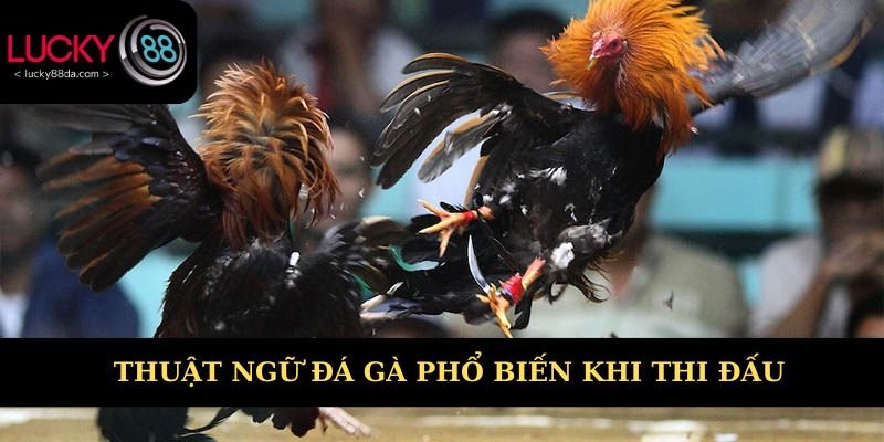 Các thuật ngữ đá gà phổ biến khi thi đấu