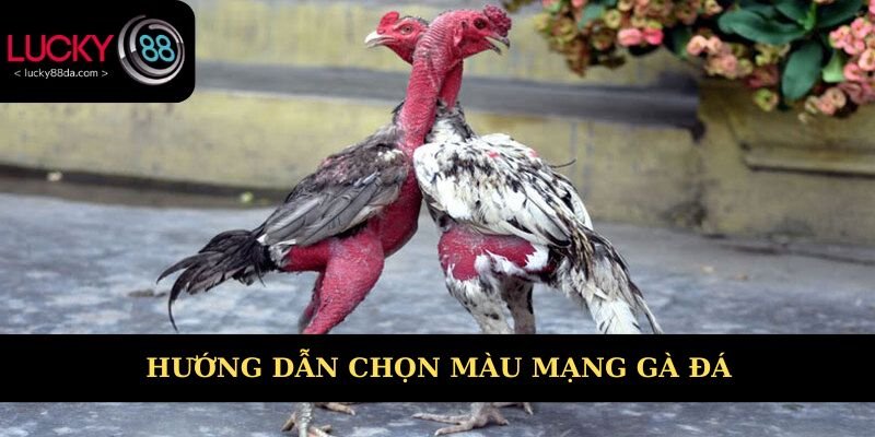 Hướng dẫn chọn màu mạng gà đá phù hợp 