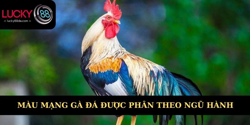 Màu mạng gà đá được phân theo ngũ hành 