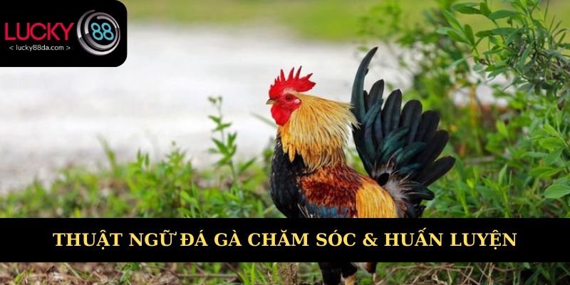 Thuật ngữ trong chăm sóc và huấn luyện chiến kê 