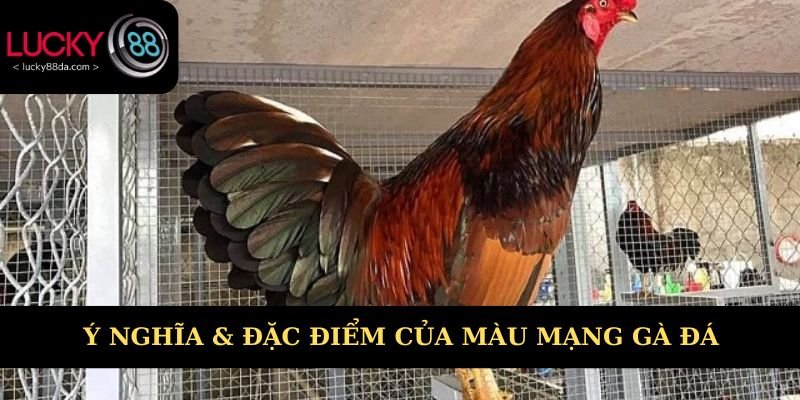 Ý nghĩa & đặc điểm màu mạng gà đá 